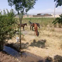 مادیان جوان و کره اسب ماده