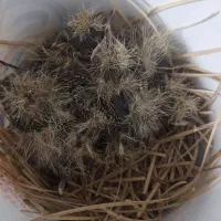 جوجه قناری دارچینی سرخ