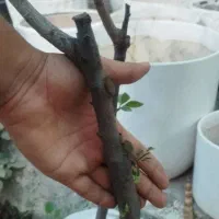 نهال الو زردالو شاخه کلفت زیر قیمت .