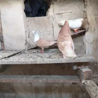 کفتر کلاغ و دوم سفید