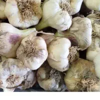 سیر تازه