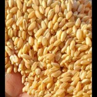 گندم سنم...نقد