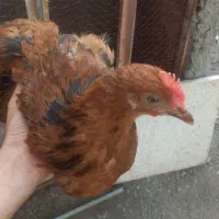 نوچه وجوجه خرو