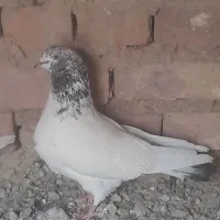 پرشی زاغ دم سفید وکله سیمانی