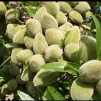 نهال پسته گردو