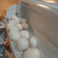 تخم مرغ محلی خوراکی ونطفه دار