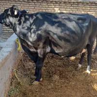 گاو