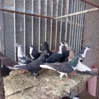 پرنده