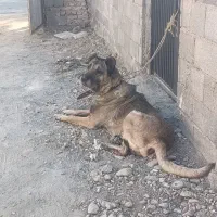 سرابی