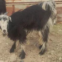 کهره نر|حیوانات مزرعه|جنت, |دیوار