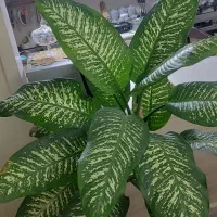 گل ۱متر نیم دیفن باخیا اصل