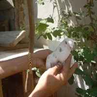 کفتر دهنجور عالی