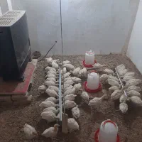 جوجه بوقلمون بیوتی