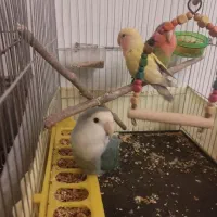 طوطی برزیلی