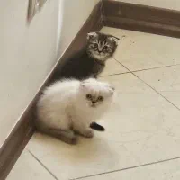 بچه گربه ۲ماهه اسکاتیش