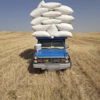 باسلام خریدوفروش کاه گندم دیم