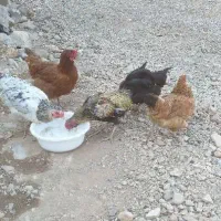 مرغ محلی فروشی