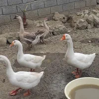 غاز لیندا و اکراینی