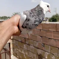 طوقی ماده