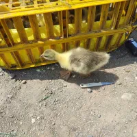 جوجه غازیه ماه اسراییلی بالغ نیمچه