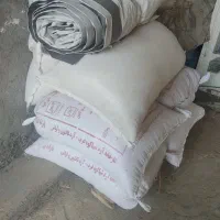 گندم دیم