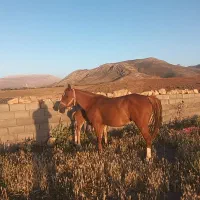 مادیان در شورای