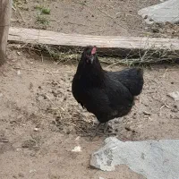 مرغ گلین لری اصیل