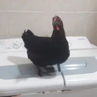 مرغ