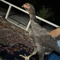 مرغ لاری اصل افغان