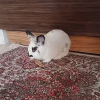 خرگوش