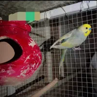 مرغ عشق رینبو نر