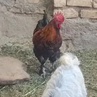 خروس پا پر