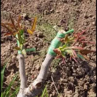 باغبانی و هرس کاری و پیوند همه درختان