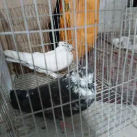 کفتر گرفتنی بلندیجفت ۴۵۰