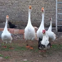 ۱جفت قوغاز چینی