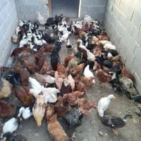 فروش مرغ و جوجه و اردک