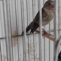 جوجه سهره قناری