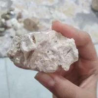 فسیل حلزون و صدف