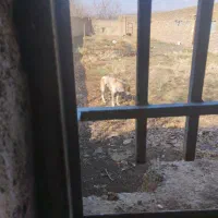 سگ های نژاد دار
