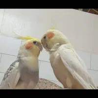 عروس هلندی و کوتوله