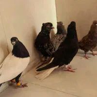 کبوتر دم سفید