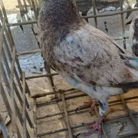 کبوتر تهرانی اصل پرشی
