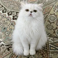 گربه پرشین ماده جفتگیری کرده