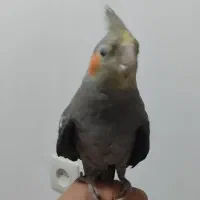 عروس هلندی دوکت
