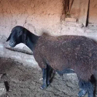 میش جوان