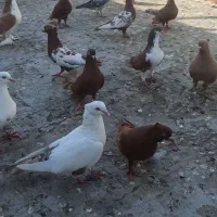 کبوتررنگ شهری وبهبهونی همه رنگ