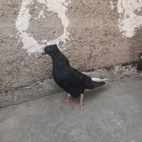 کبوتر