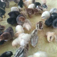 جوجه یه روزه