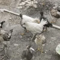 جوجه گلین لری ومحلی
