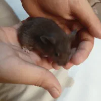 همستر خانگی/حیوان خانگی/همستر بانمک